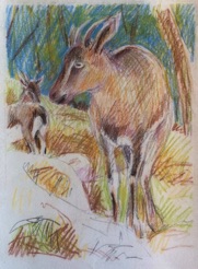 Ibex pair
pencils